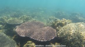 Teluk Biru: Sambil Menyelam Tanam Terumbu
