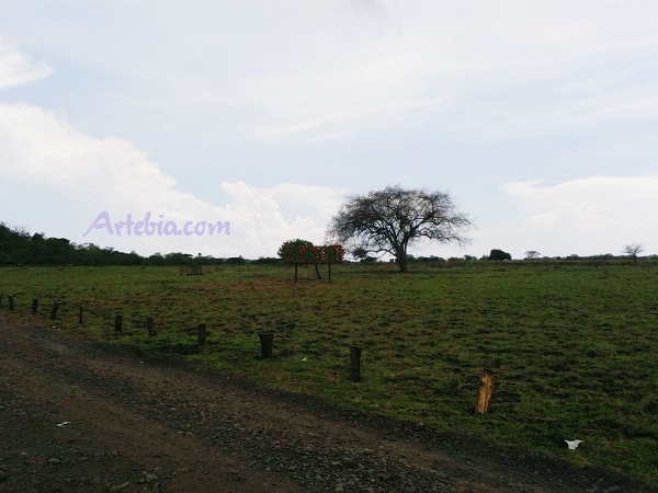 savana bekol