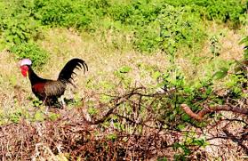 ayam hutan