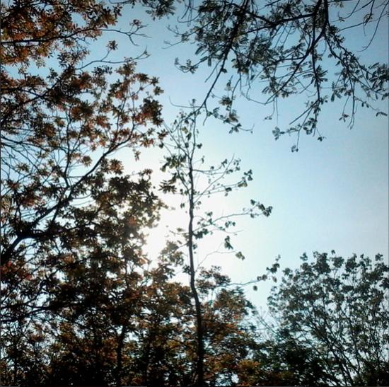 Langit Pagi di Hutan Sumberboto