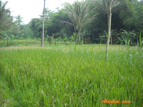 Suasana Hamparan Hijau Persawahan Di Sekitar Patirthan